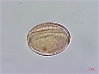 小花南芥藏品圖，第2張