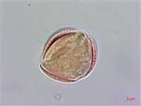 小花南芥藏品圖，第3張