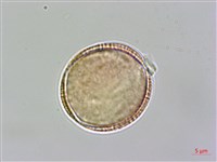 小花南芥藏品圖，第4張