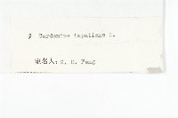 水花菜藏品圖，第3張