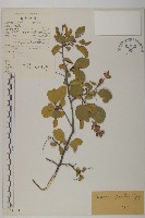 毛葉欖仁藏品圖，第1張