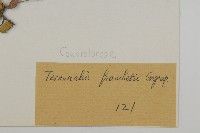 毛葉欖仁藏品圖，第3張