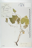 山俞菜藏品圖，第1張