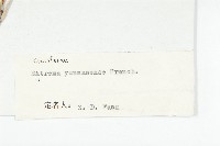 山俞菜藏品圖，第3張