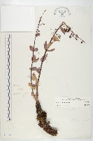 登錄號:S023558藏品圖，第1張