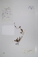 大孔微孔草藏品圖，第1張