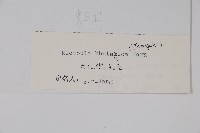 大孔微孔草藏品圖，第2張