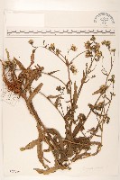 沼生苦苣菜藏品圖，第1張