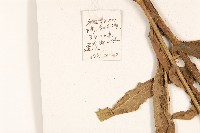 沼生苦苣菜藏品圖，第2張