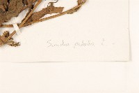 沼生苦苣菜藏品圖，第3張