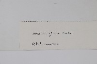 七裂槭藏品圖，第2張