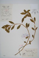 空心蓮子草藏品圖，第1張