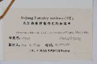 空心蓮子草藏品圖，第2張