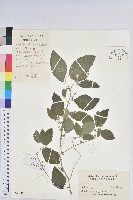 鐵莧菜藏品圖，第1張