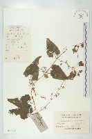 合子草藏品圖，第1張