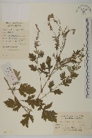 艾蒿藏品圖，第1張