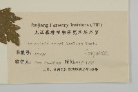 艾蒿藏品圖，第3張