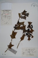 枸骨藏品圖，第1張