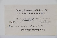 枸骨藏品圖，第2張