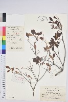 齒緣吊鐘花藏品圖，第1張