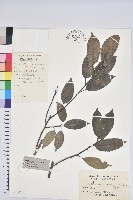 細葉青剛、黑稠、黑櫟、小葉青剛藏品圖，第1張