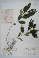 九頭獅子草藏品圖，第1張