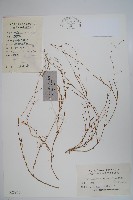 細葉蘭花參藏品圖，第1張