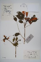 紫葳, 凌霄花藏品圖，第1張