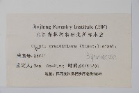 紫葳, 凌霄花藏品圖，第2張