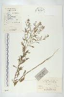 貓乳藏品圖，第1張