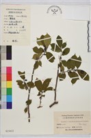 貓乳藏品圖，第2張