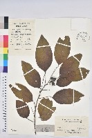 白臼藏品圖，第1張