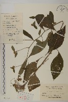 煙管草藏品圖，第1張