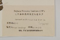 煙管草藏品圖，第3張