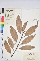 綿柯藏品圖，第1張