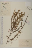 小艾藏品圖，第1張