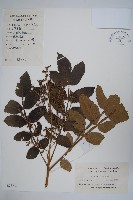 鹽膚木藏品圖，第1張