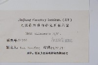 鹽膚木藏品圖，第2張