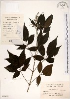 黃荊藏品圖，第1張