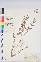 通奶草藏品圖，第1張