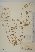 婆婆指甲菜藏品圖，第1張