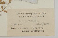 婆婆指甲菜藏品圖，第3張