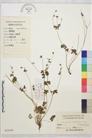 天葵藏品圖，第1張