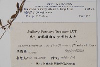 細纍子草藏品圖，第2張