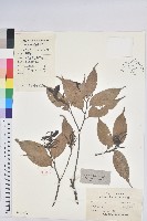 反刺苦櫧藏品圖，第1張