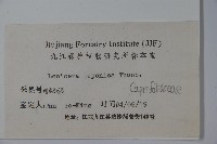 忍冬、金銀花藏品圖，第2張