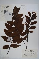 毛漆樹藏品圖，第1張