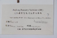 毛漆樹藏品圖，第2張