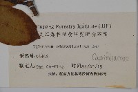 珊瑚樹藏品圖，第2張