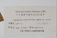 牛皮消藏品圖，第2張